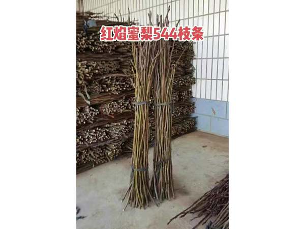 梨品种接穗和种条